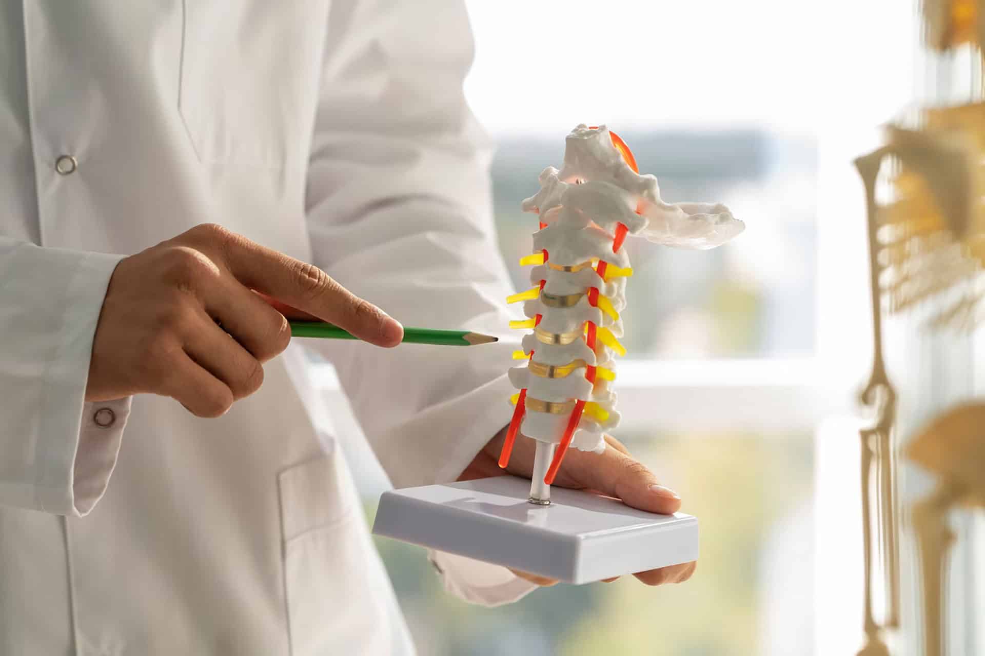 Detailed chiropractic spinal model for neck and back pain relief in Eatontown.